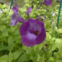 Torenia fournieri Linden ex E.Fourn.